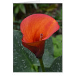 Red Zantedeschia Flower cards