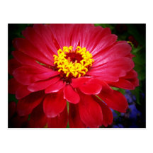 Red Zinnia Post Card