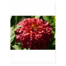 red zinnia post cards