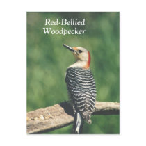 Redbellied Woodpecker,postcard... by Russ45 Redbellied Woodpecker,postcard...