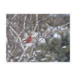 Redbird Postcard
