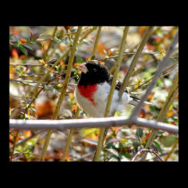Redbreasted Grosbeak ~ Photograph by Risa ~ posters by kahmier Redbreasted Grosbeak ~ Photograph by Risa ~ posters