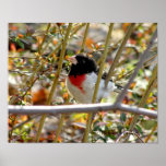 Redbreasted Grosbeak ~ Photograph by Risa ~ posters