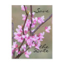 Redbud Bloom~ Save the Date postcards by littlewingdesign Redbud Bloom~ Save the Date postcards