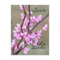 Redbud Bloom~ Save the Date postcards by littlewingdesign Redbud Bloom~ Save the Date postcards