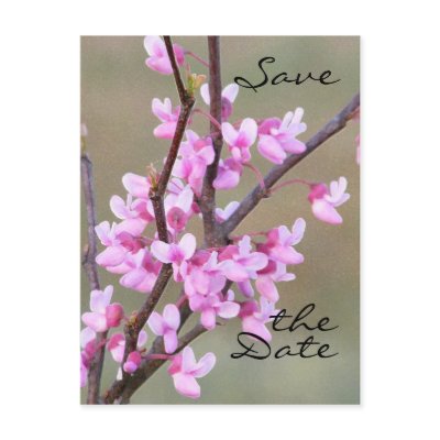 Redbud Bloom~ Save the Date Post Cards by littlewingdesign