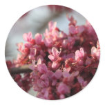 Redbud Flower Sticker