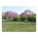 Redbud Grove posters