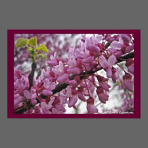 Redbud in Bloom! posters by lorale Redbud in Bloom! posters
