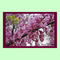 Redbud in Bloom! posters by lorale Redbud in Bloom! posters