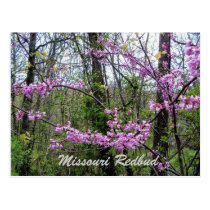 Redbud Missouri  Postcard postcards