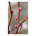 Redbud posters by littlewingdesign Redbud posters
