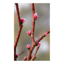 Redbud posters by littlewingdesign Redbud posters