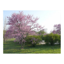 Redbud Tree - El Dorado Lake Kansas posters by Shadowchaser Redbud Tree - El Dorado Lake Kansas posters