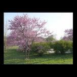 Redbud Tree - El Dorado Lake Kansas posters