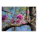 Redbud Tree in Bloom cards by Groovynet Redbud Tree in Bloom cards
