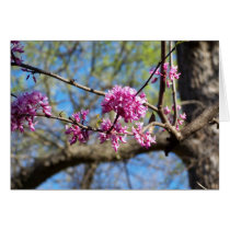 Redbud Tree in Bloom cards by Groovynet Redbud Tree in Bloom cards