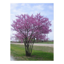 Redbud Tree posters by Saturn154 Redbud Tree posters