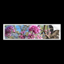 Redbud Tree up close bumper stickers