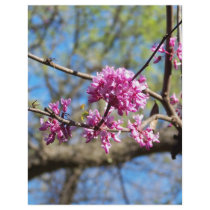 Redbud Tree up close Flyer