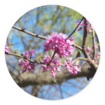 Redbud Tree up close stickers