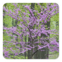 Redbud trees in full spring bloom near Defiance Stickers