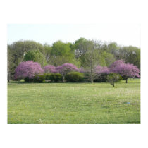 Redbuds in Bloom posters