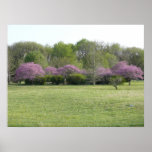 Redbuds in Bloom Poster
