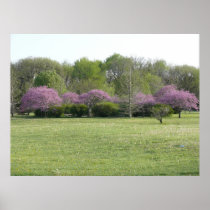 Redbuds in Bloom Poster