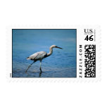 Reddish Egret, fishing Postage