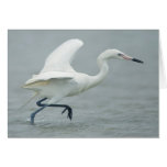 Reddish Egret in White Phase