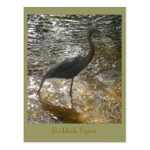 Reddish Egret Post Cards