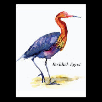 Reddish Egret postcard postcards
