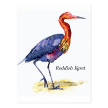 Reddish Egret postcard