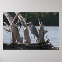 Reddish Egret Print