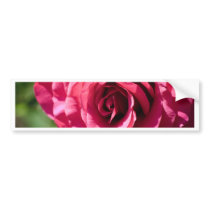 Reddish Rose Bumper Stickers