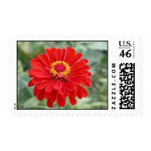 reddish zinnia stamp