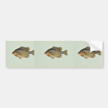 Redear sunfish bumper sticker
