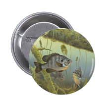 Redear Sunfish Button