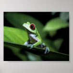 redeyed frog poster