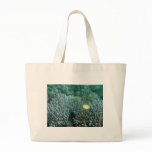 Redfin Butterflyfish (Chaetodon lunulatus) bags