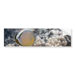 Redfin Butterflyfish (Chaetodon lunulatus) Bumper Sticker