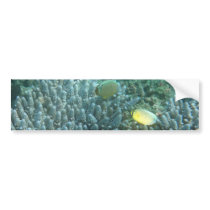 Redfin Butterflyfish (Chaetodon lunulatus) Bumper Stickers