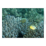 Redfin Butterflyfish (Chaetodon lunulatus) cards