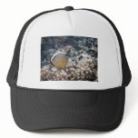 Redfin Butterflyfish (Chaetodon lunulatus) hats