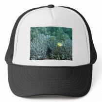 Redfin Butterflyfish (Chaetodon lunulatus) Mesh Hat
