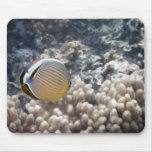 Redfin Butterflyfish (Chaetodon lunulatus) mousepads