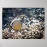 Redfin Butterflyfish (Chaetodon lunulatus) posters