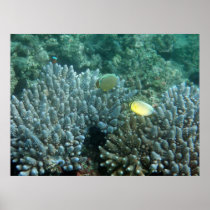 Redfin Butterflyfish (Chaetodon lunulatus) Poster
