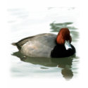 Redhead Drake (untitled) shirt